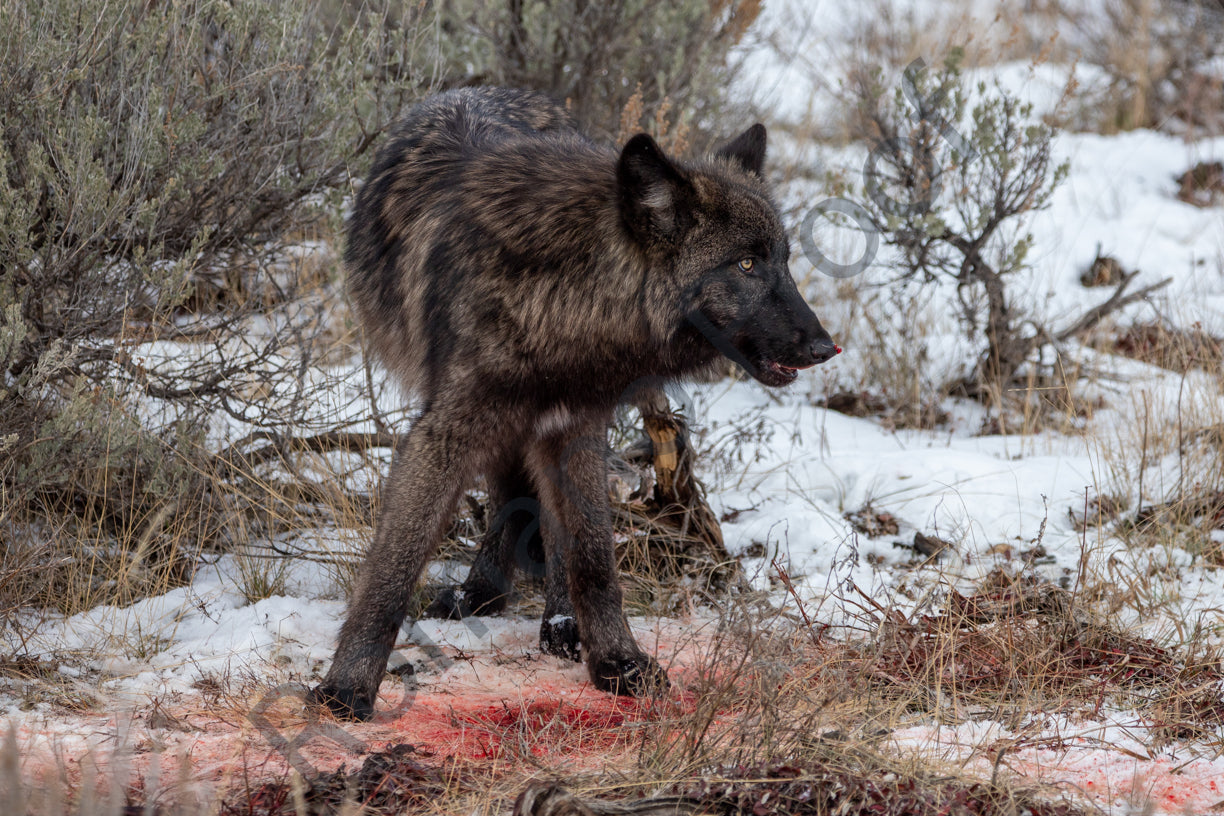 Wolf