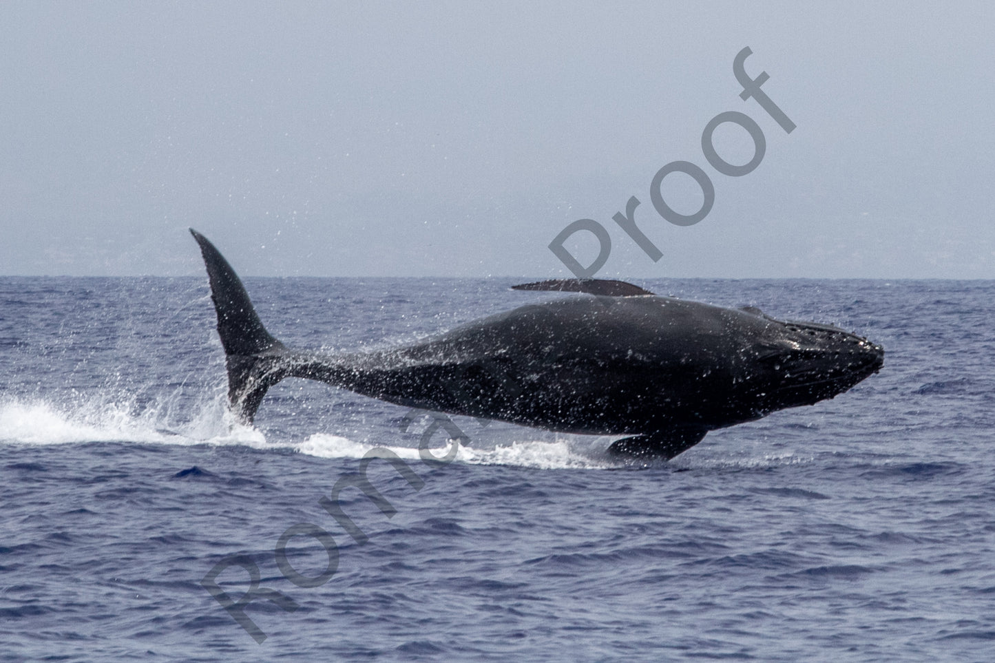 A Baby Humpback Whale Full Breach Sideways in Maui 12