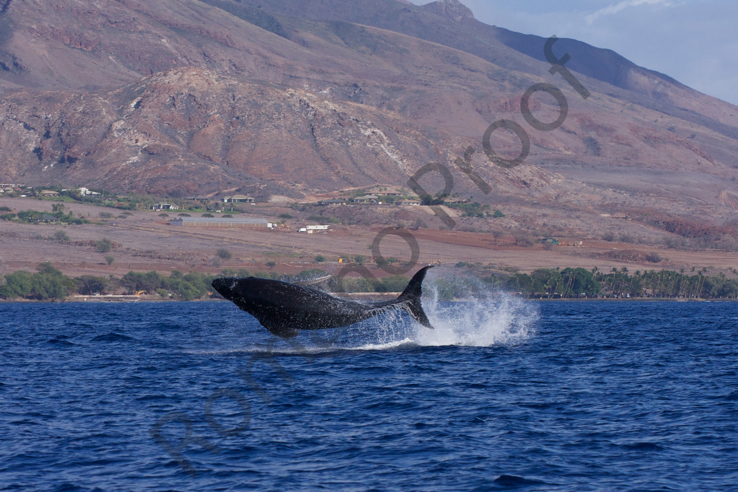 Baby Humpback Whale Full Breach