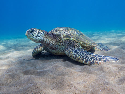 Turtles