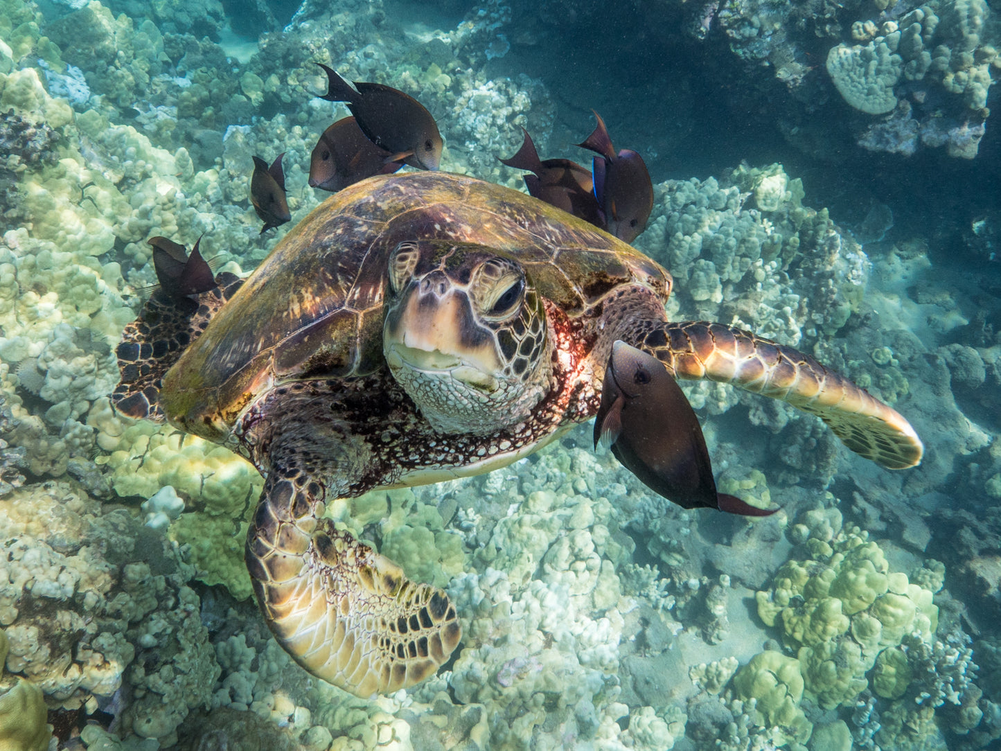 Turtles