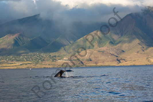 A Whale Tail in Front of the West Maui Mountains