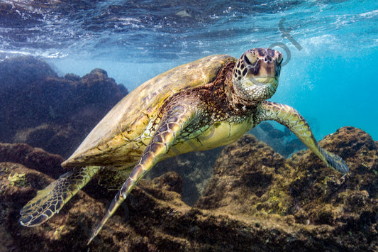 Turtles