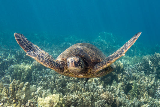 Turtles