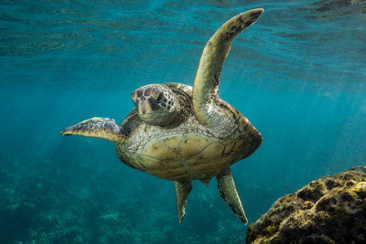 Turtles
