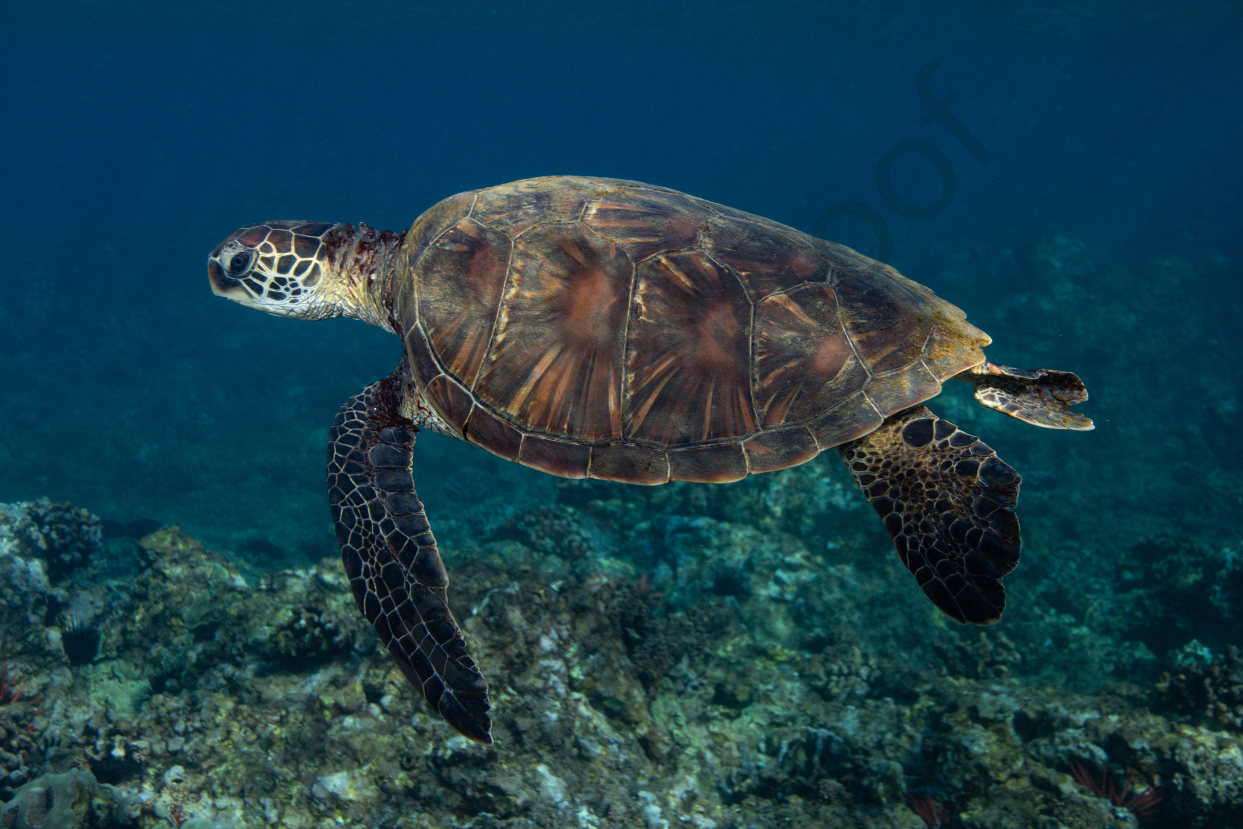 Clear Turtle Shell Turtle Clean Shell – Romanos Photography