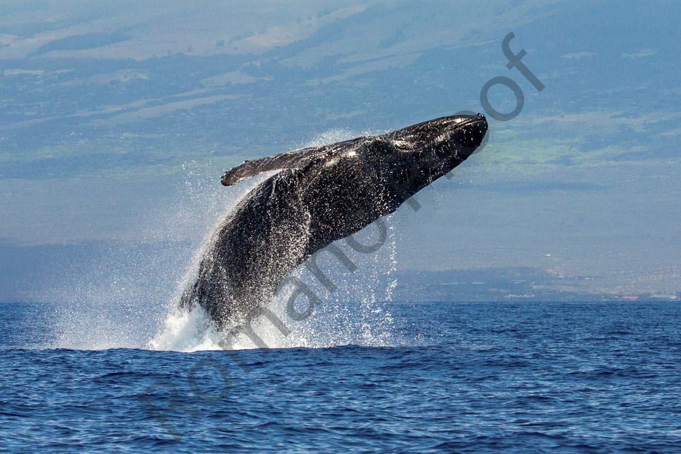 Humpback Whale Breach