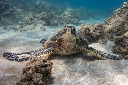 Turtles