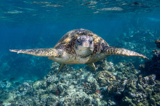 Turtles