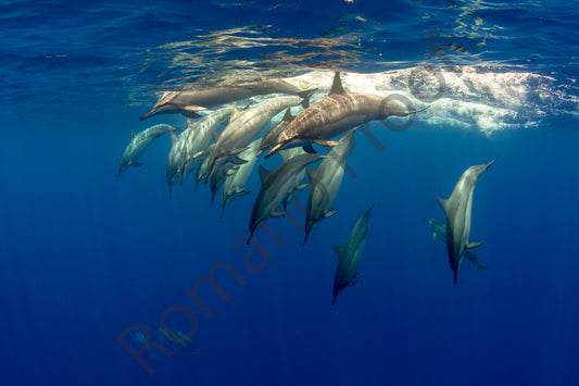 Dolphins