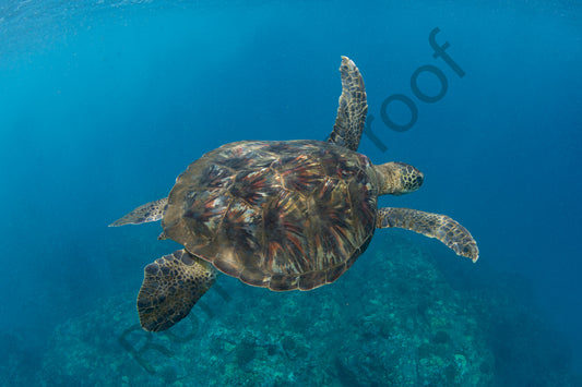 Turtles