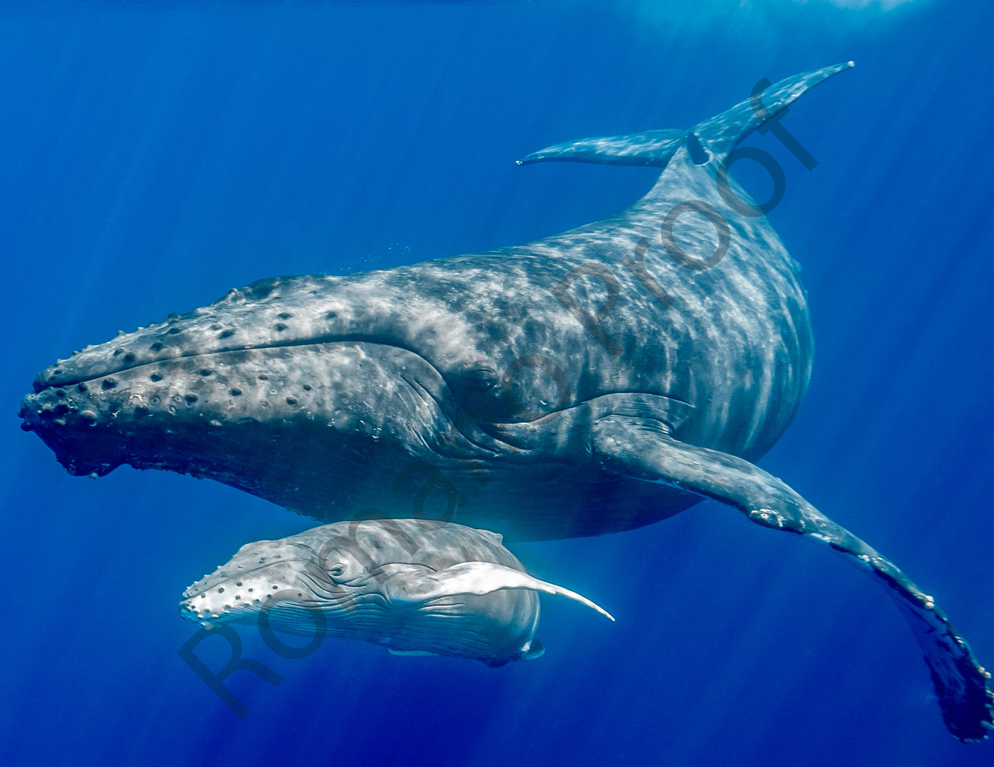 Mom and Calf, Maui